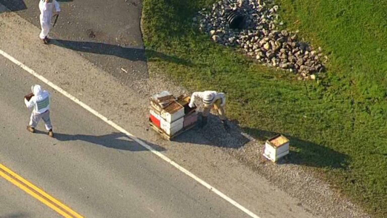 After 5 million bees fall off a truck in Canada, beekeepers come to the rescue